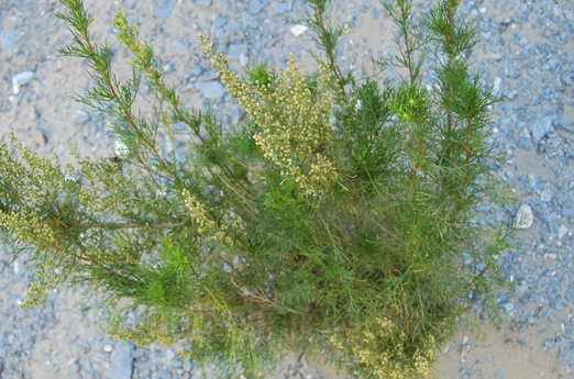  p> b>沙蒿 /b>(学名: i> i>artemisia desertorum /i>  /i>spreng.
