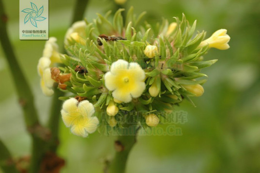 线萼蜘蛛花 百度百科