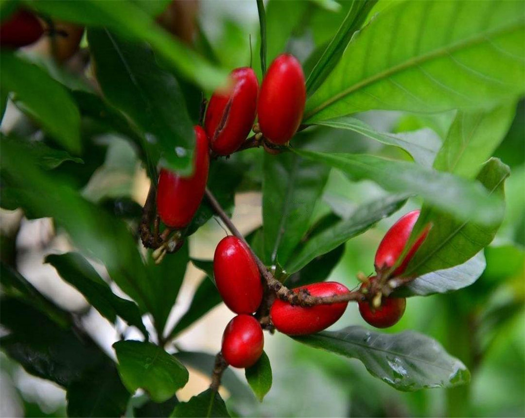 daniell)是山揽科神秘果属植物,多年生常绿灌木,树高3-4.