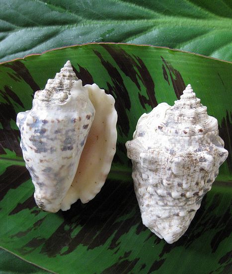  p>粗瘤凤凰螺(学名:lentigo lentiginosus)雌雄异体.