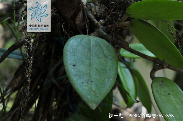 铁草鞋