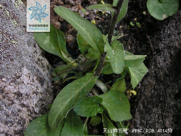  p>天山狗舌草( a target="_blank" href="/it