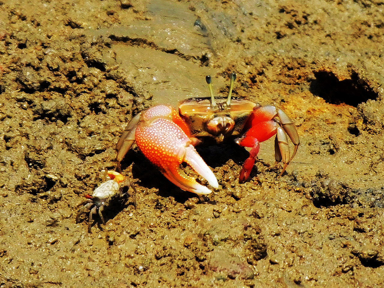  p>巨招潮蟹(学名:uca major)是一种是属于 a href="#" data-lemmaid=