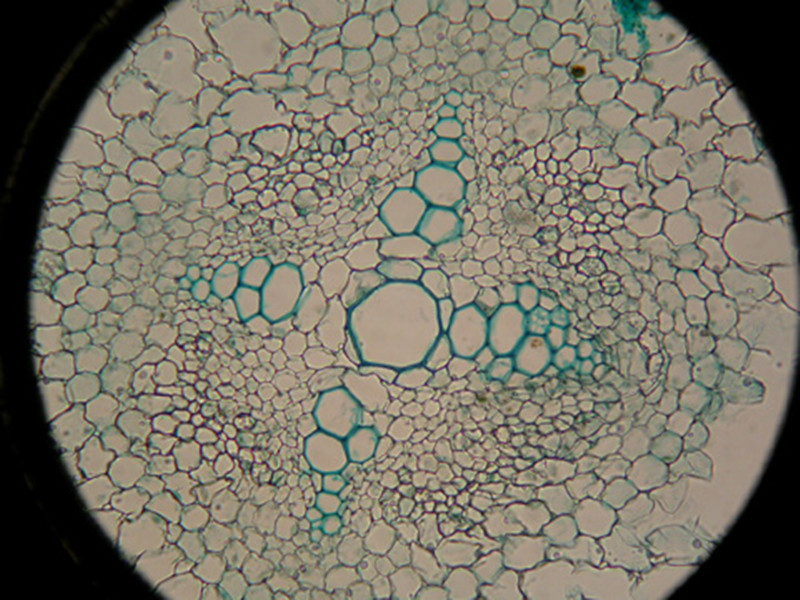  p>初生韧皮部是位于维管束的外侧,常由筛管,伴胞, a target="_blank"