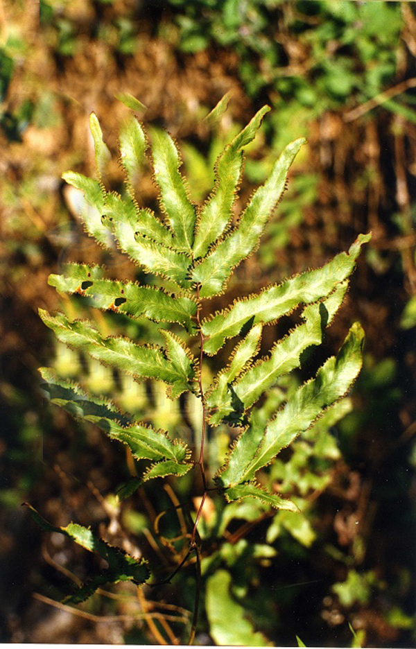 ">学名 /a>:lygodium flexuosum)为 a href="#">海金沙科 /a> a href=