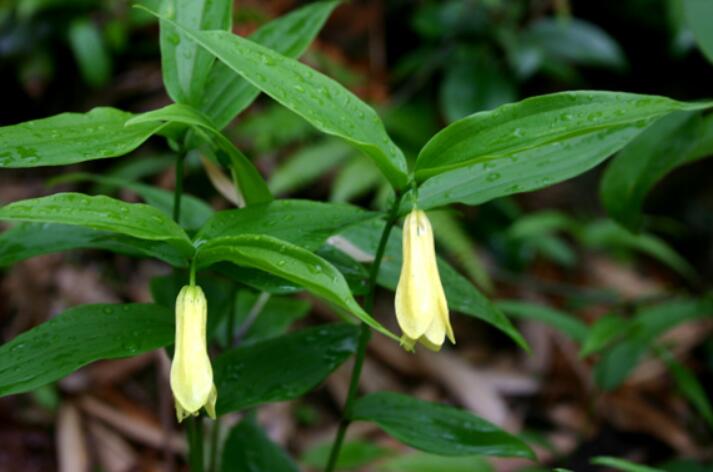  p>长苞黄精(学名: i>polygonatum desoulayi /i> kom.