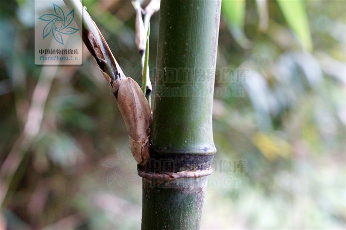 pseudosasa var.convexa