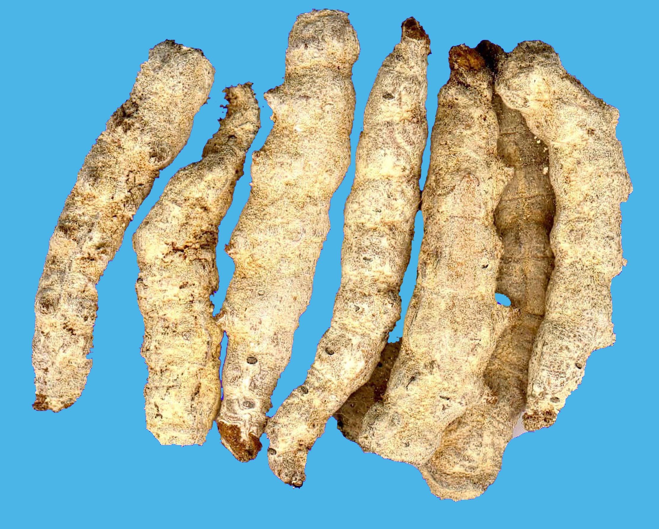  p>姜虫呈圆柱形,多弯曲而 a href="#" data-lemmaid="139583">皱缩 