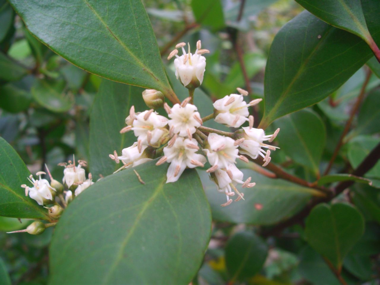  p>蜡烛果(学名: i>aegiceras corniculatum /i> (linn.