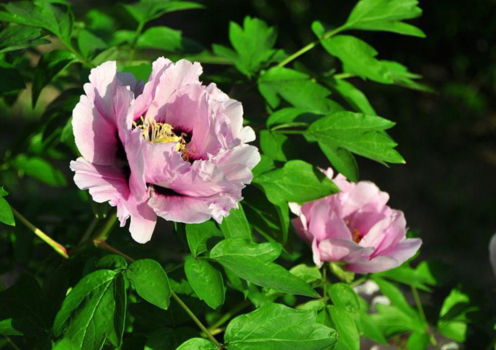 a>百花园的 a target="_blank" href="/item/芍药科">芍药科 /a>治镲