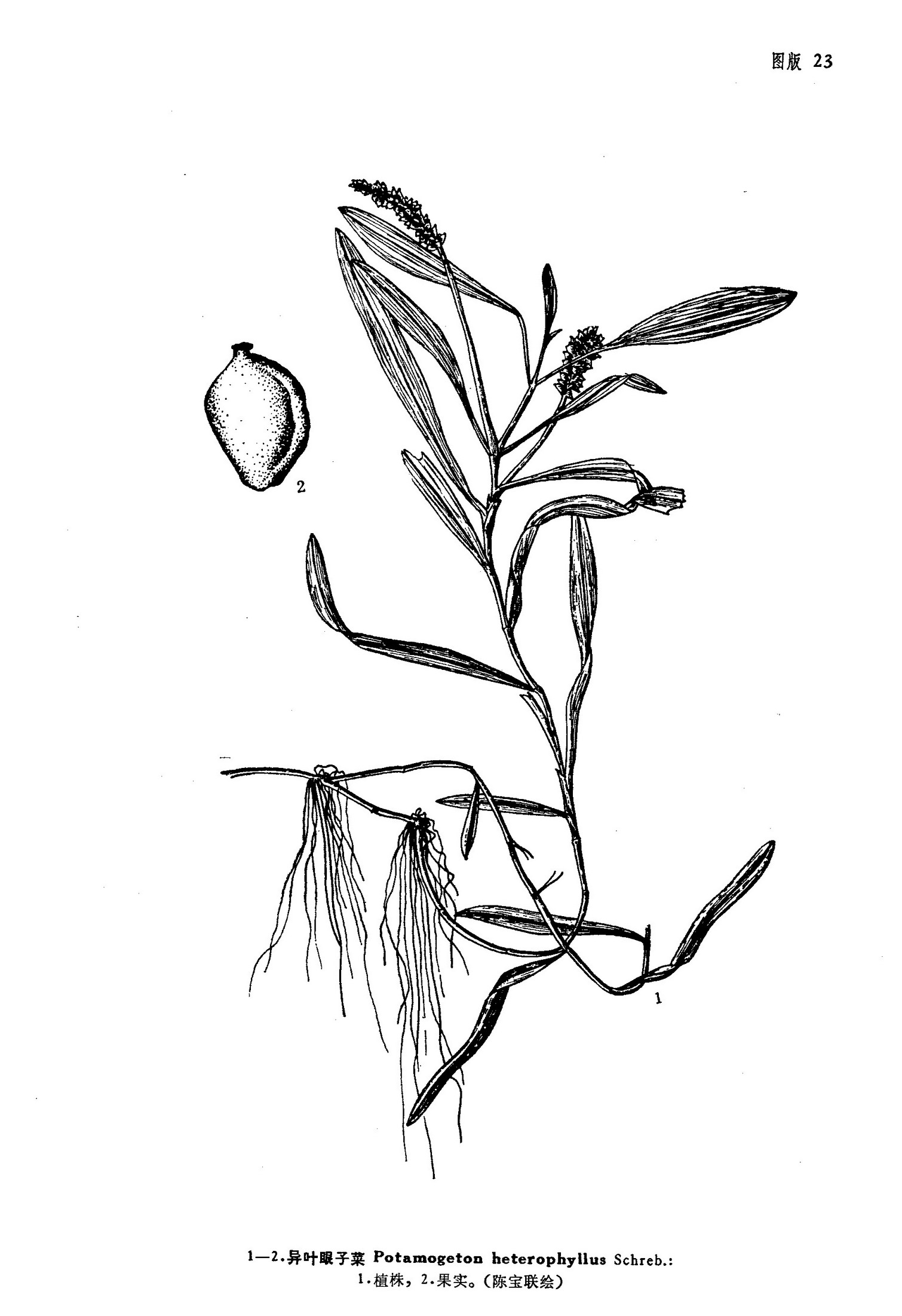  p>异叶眼子菜(potamogeton heterophyllus schreb.),多年生水生草本.