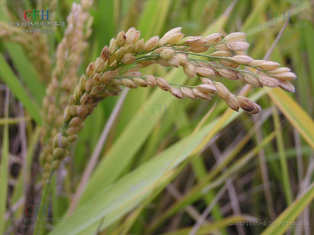  p>稻亚科,多年生或一年生禾草.多为水生或湿生.