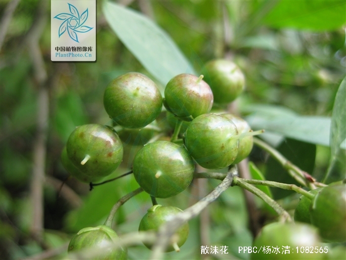  p>散沫花(学名: i>lawsonia inermis /i> l.