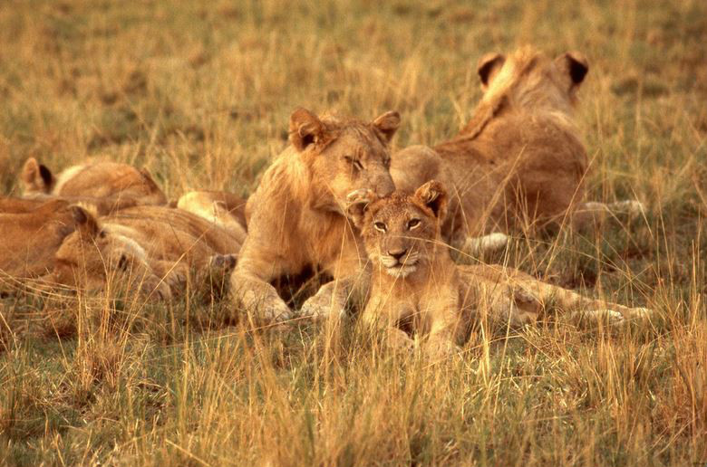  p>刚果狮(学名: i>panthera leo azandicus /i>):雄狮体重可达170