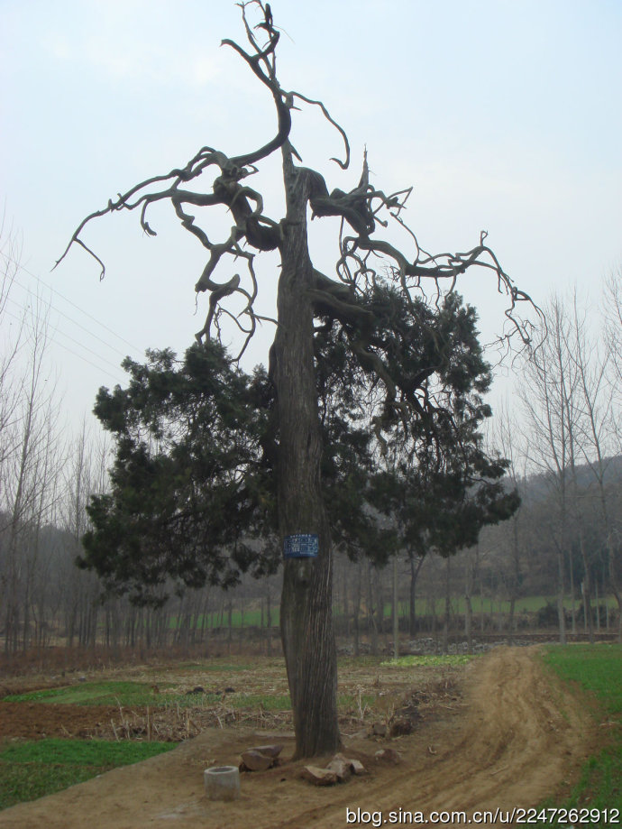data-id="gnaup9nagm">倒栽柏:鲁山县瓦屋乡马老庄村有棵奇特的柏树