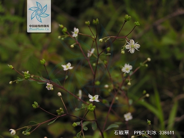 石椒草