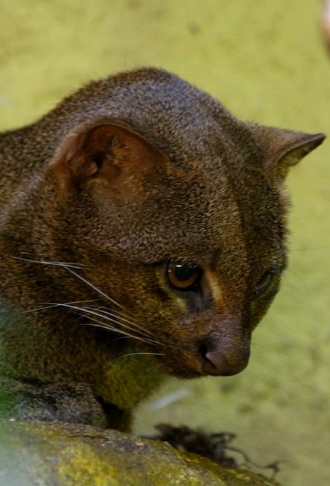  p>细腰猫(学名: i>herpailurus yaguarondi): /i>该属仅1种,即细腰猫