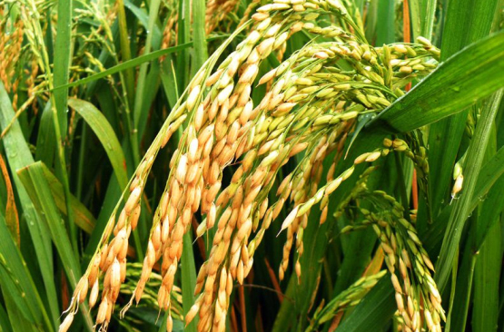  p>d优68是籼型三系杂交水稻. /p>