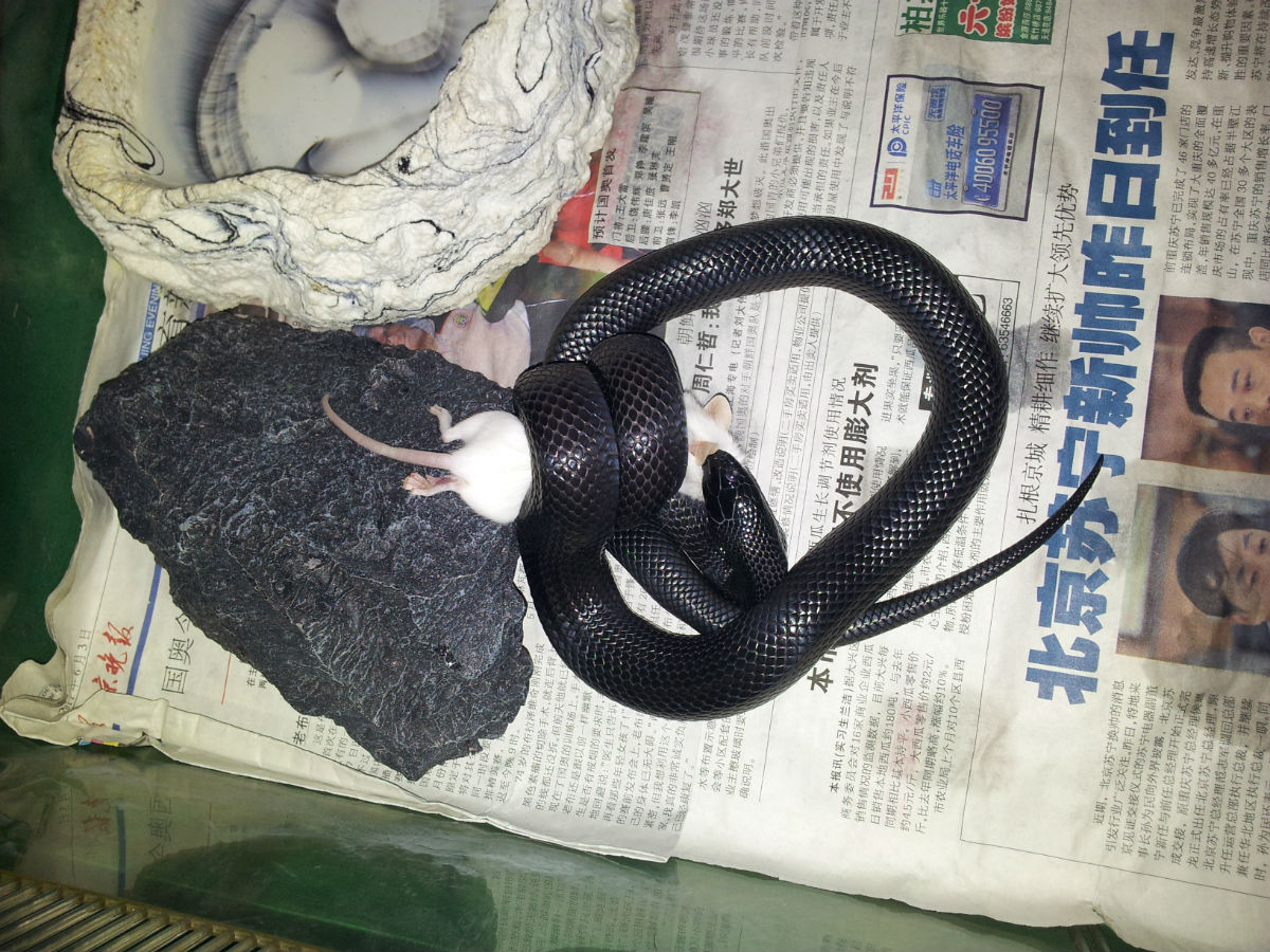 黑色王蛇在野外以其啮齿类,鸟类及其他蛇类为食,自身无毒,血液毒素