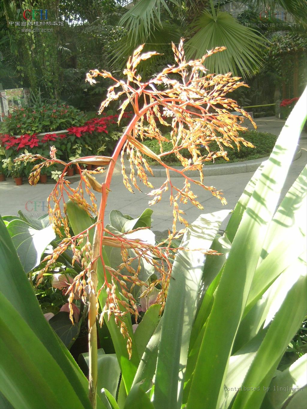billbergia pyramidalis