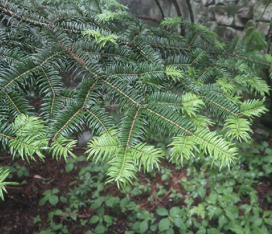  p>日本冷杉(学名: i> i>abies firma  /i> /i>sieb. et zucc.