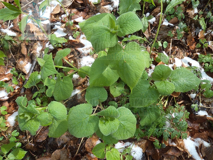  p>大叶糙苏(学名: i>phlomis maximowiczii /i> regel)是唇形科糙苏