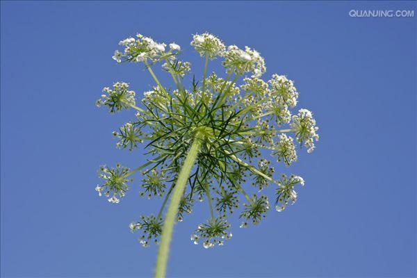 放射状排列如伞,如五加,人参等五加科植物的花序以