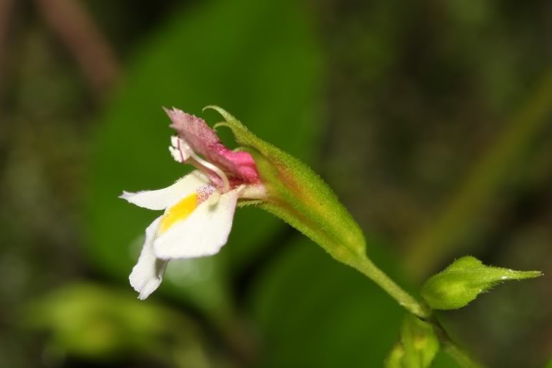  p>二花蝴蝶草(学名: i>torenia biniflora /i>),为玄参科蝴蝶草属下
