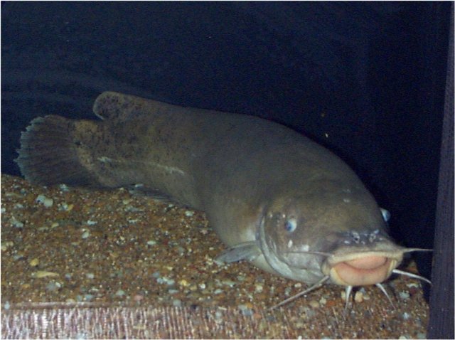 原产地非洲刚果河,生性凶猛,怕光,夜间活动频繁.