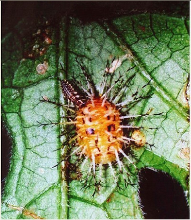 菱斑食植瓢虫