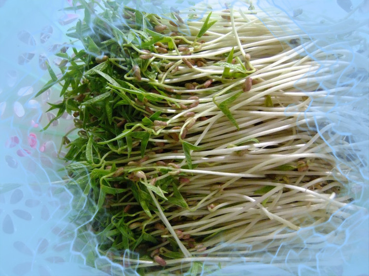  p>豆芽,也称芽苗菜,又名 a target="_blank" href="/item/巧芽">巧芽