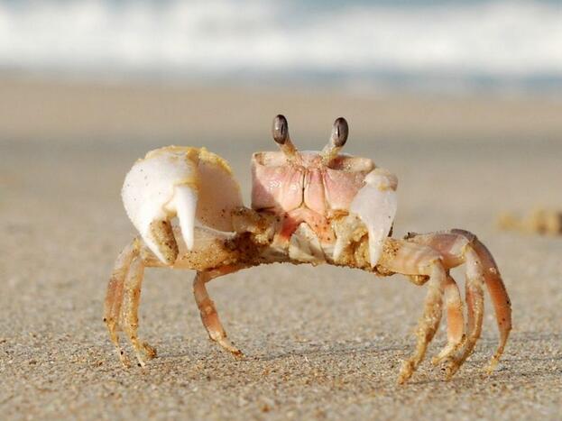  p>巨招潮蟹(学名:uca major)是一种是属于 a href="#" data-lemmaid=