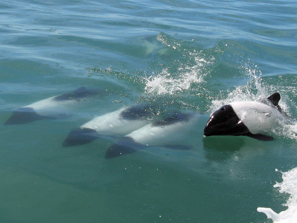  p>花斑喙头海豚是康氏矮海豚的俗称(学名: i>cephalorhynchus
