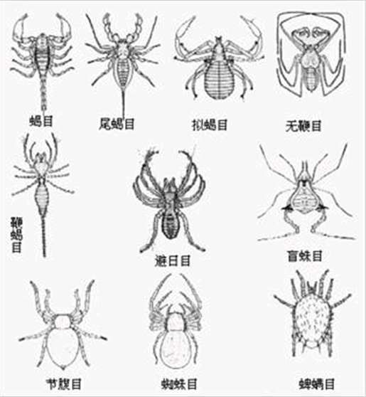 蛛形动物 百度百科