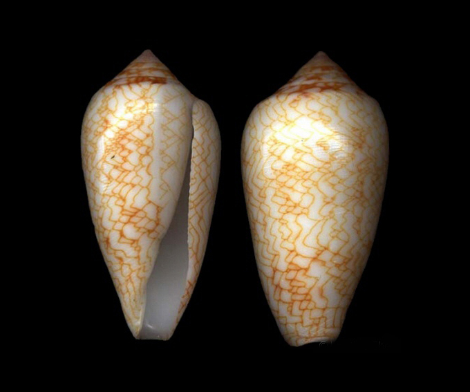  p>江牙织锦芋螺是 a href="#" data-lemmaid="6342608">新腹足目 /a>