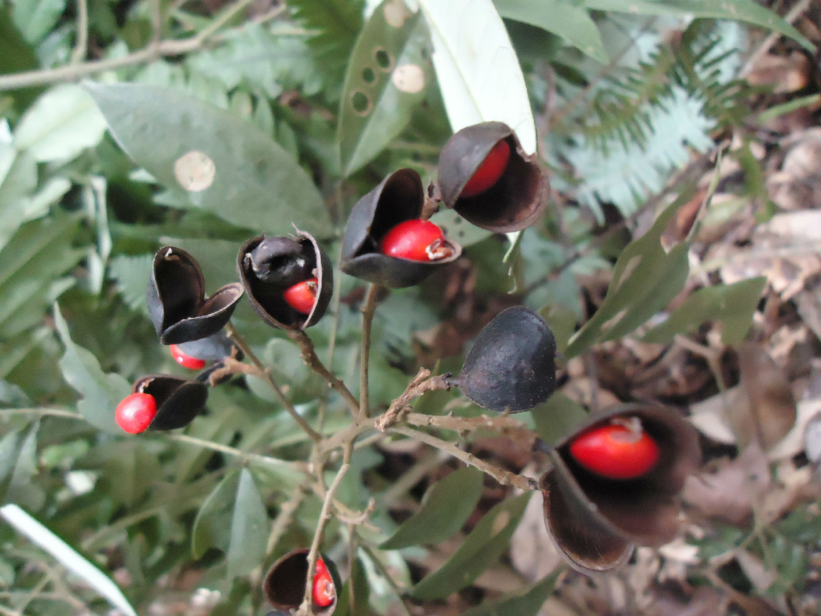 chen)是豆科红豆属植物,灌木或乔木,高约3-10米;树皮灰褐色,不裂.
