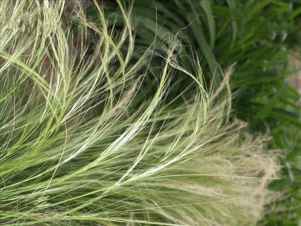  p>发草(学名: i>deschampsia cespitosa /i>(l.) p. beauv.