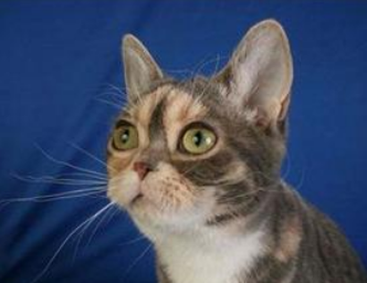 美国硬毛猫