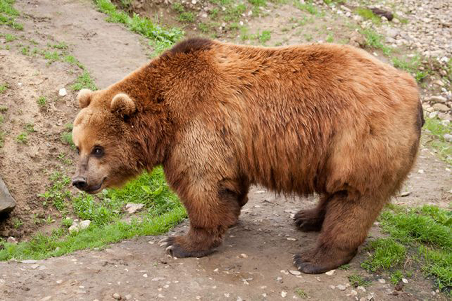 ursus arctos mandchuricus