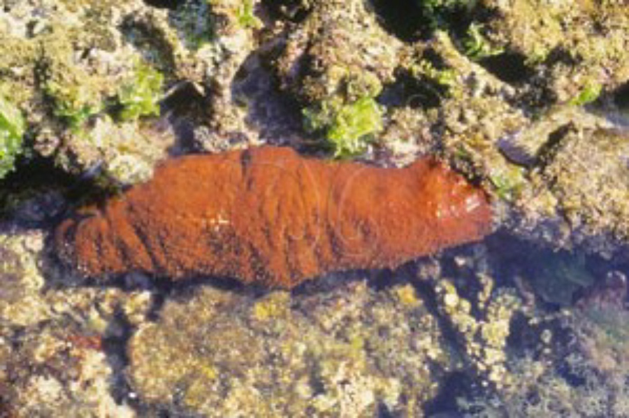  p data-id="gn761gh7fj">白底辐肛参,又名赤瓜参, 白底靴参, 靴海参