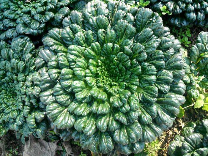  p>塌棵菜(学名: i>brassica narinosa /i> l. h.