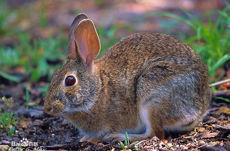 东部棉尾兔身体较普通家兔小,头较短,眼较大,躯体灰棕色至红棕色,下体