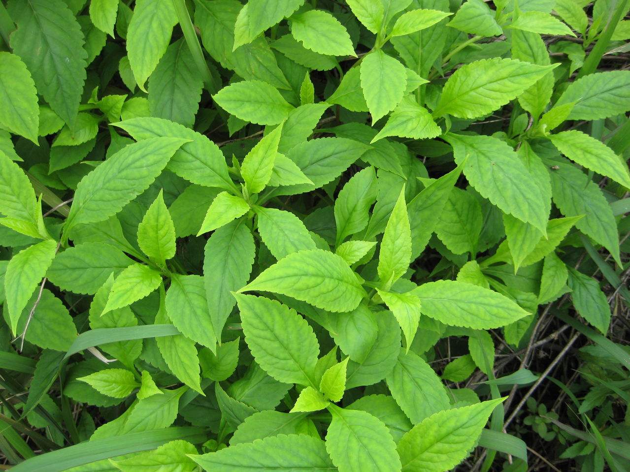  p>细梗香草(学名: i>lysimachia capillipes /i> hemsl.