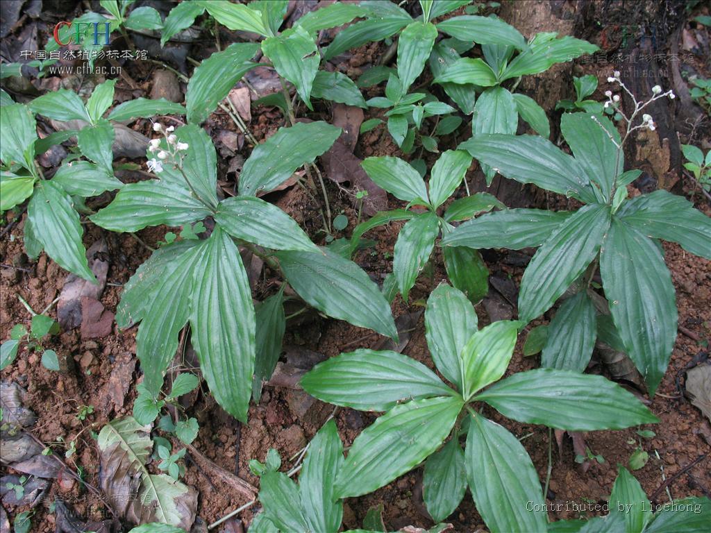  p>川杜若腊叶标本,该标本采集自重庆金佛山国家级自然保护区,采集