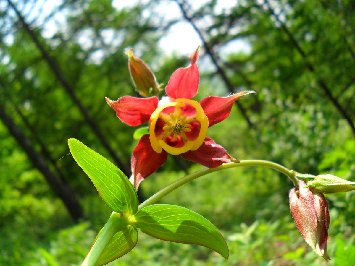  p>尖萼耧斗菜(学名:aquilegia oxysepala trautv. &amp; c. a.