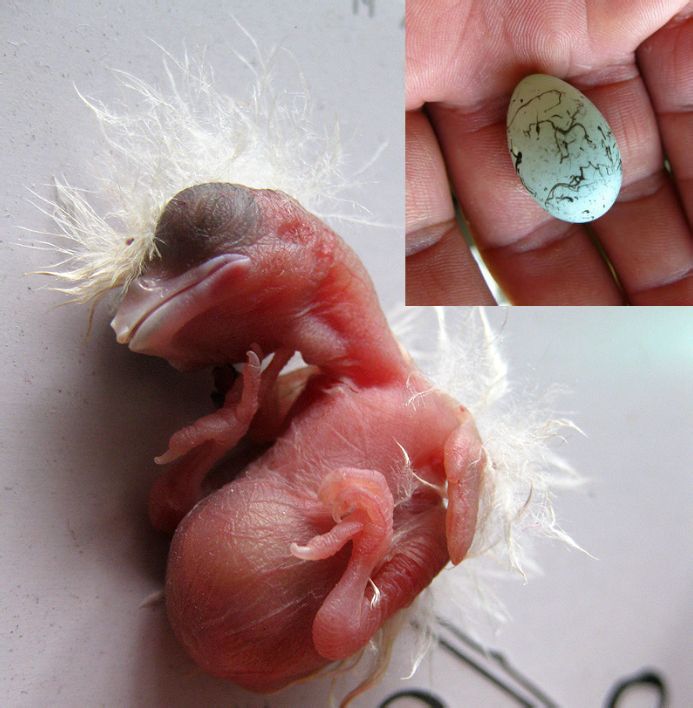  p>蜡嘴雀是中国传统鸟种,也是国家保护动物.