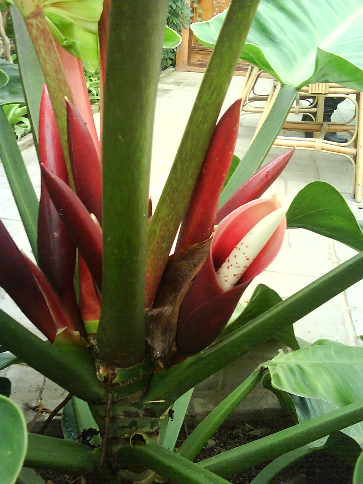 data-id="gnaz37xvqb"> a target="_blank" href="/item/绿帝王喜林芋