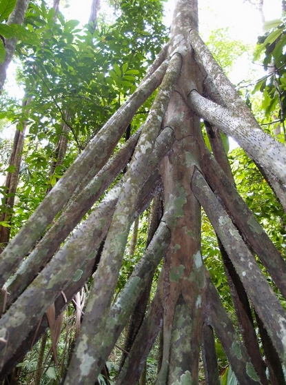 href="/item/棕榈树/489265" data-lemmaid="489265">棕榈树 /a>的