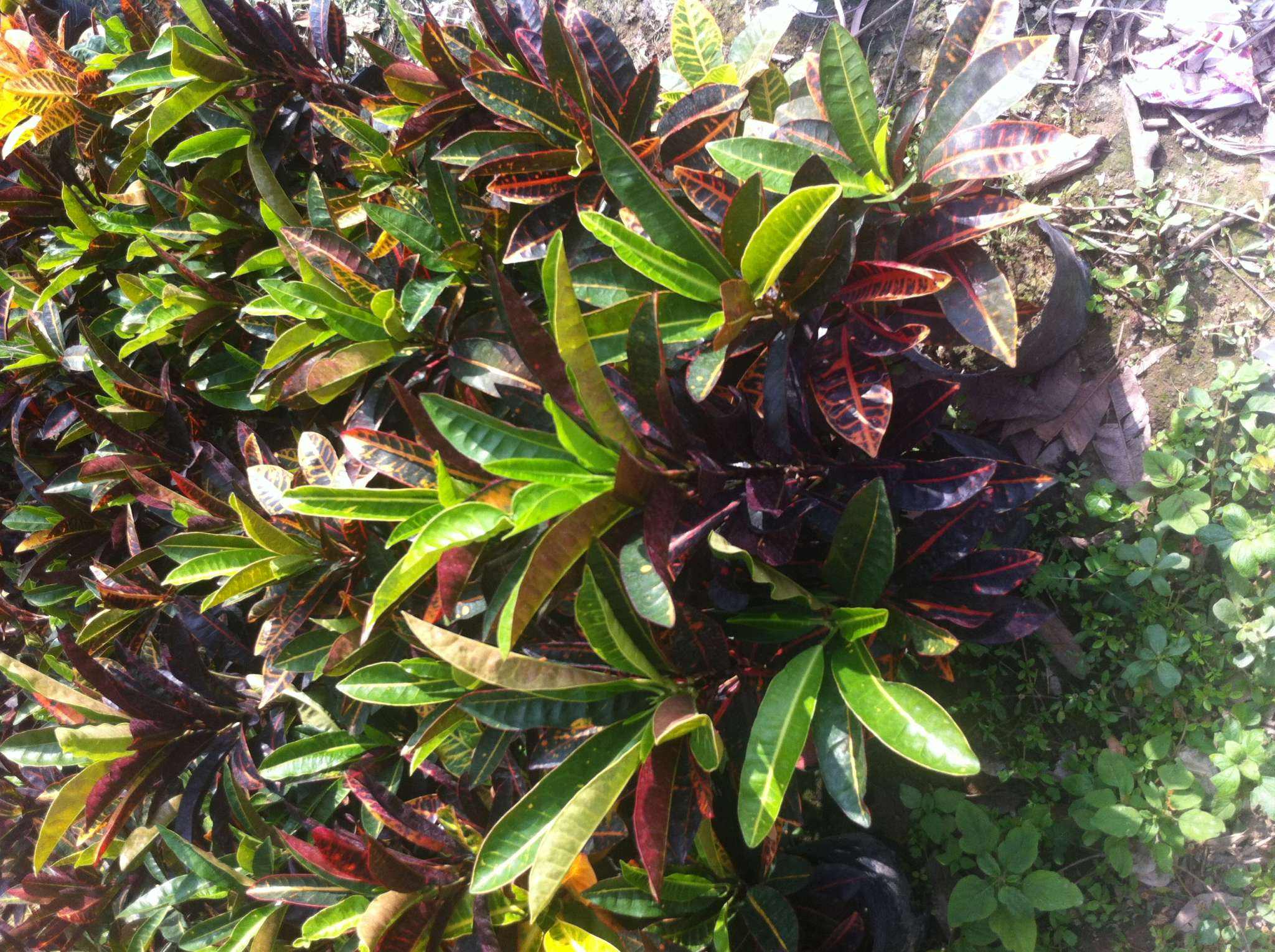  p data-id="gnsrpva2xz">变叶木( i>codiaeum variegatum /i> (l.