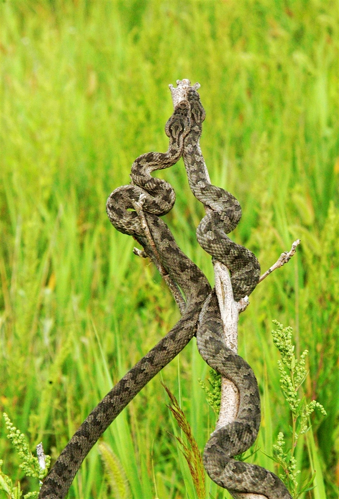  p>蛇岛蝮(学名:gloydius shedaoensis)是 a href="#" data-lemmaid="